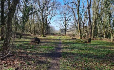 Looking along a path through Jarn Heath