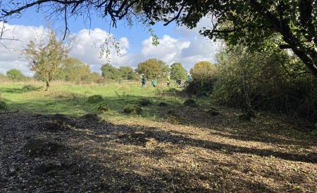 Clearing vegetation around the ant hills