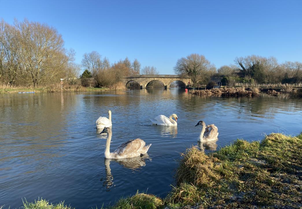 swinford swans