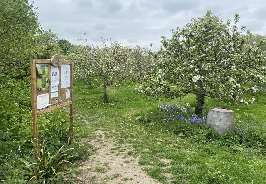 Blossom in Wolvercote Community Orchard