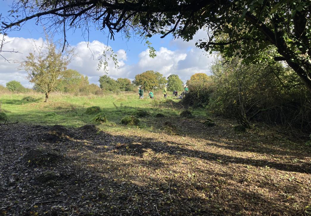 Clearing vegetation around the ant hills