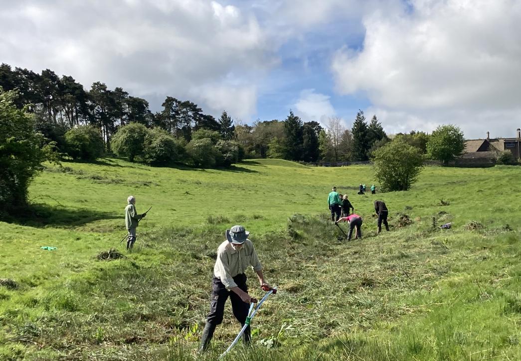 Volunteers using hand tools to clear rush from the watercourse